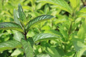 Peppermint is one of my must-haves for the herb garden. Just be warned - it can spread!