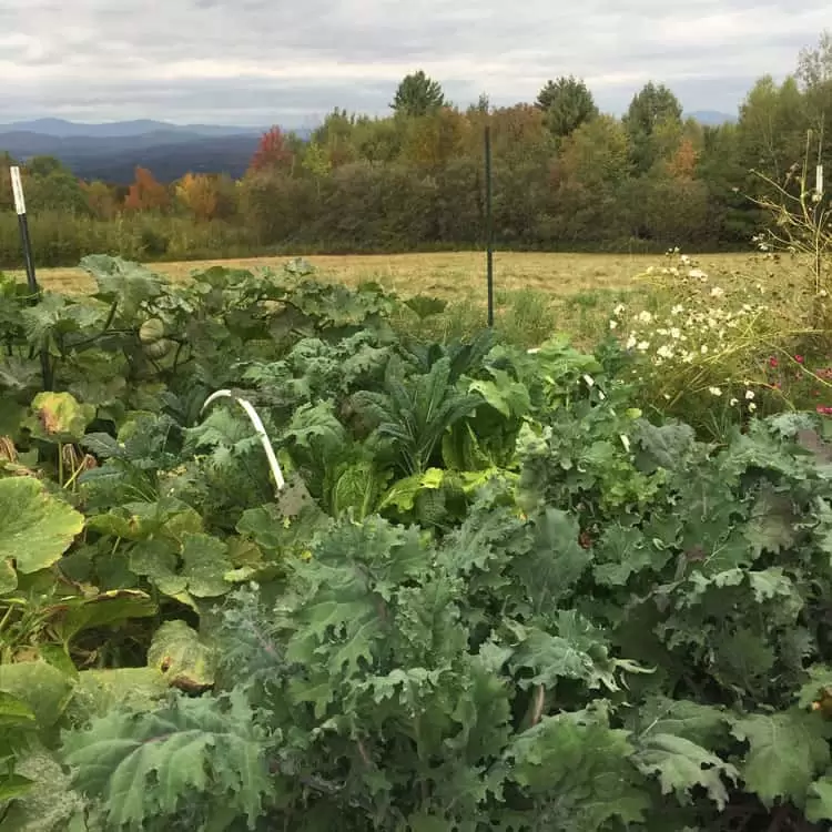 Learn how to preserve the kale you have growing in the garden!