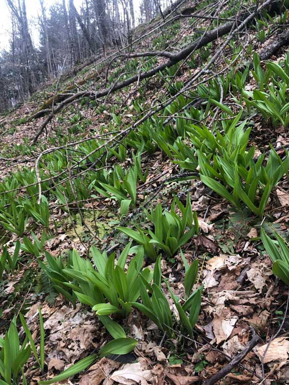 a hillside of ramps that will be wild harvested and turned into wild ramp pesto