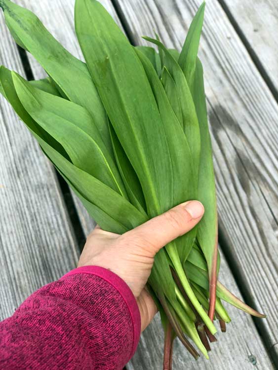 a handful of wild harvested ramps