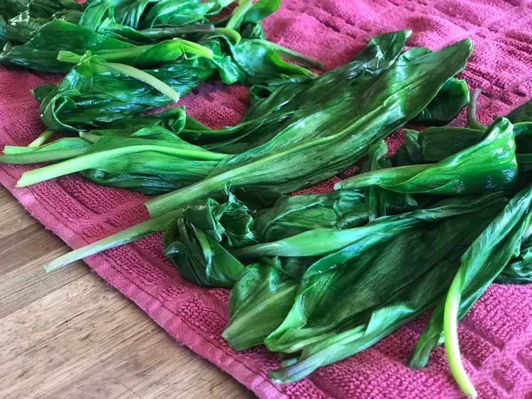 after blanching the ramp leaves place them on a towel to dry before making them into wild ramp pesto
