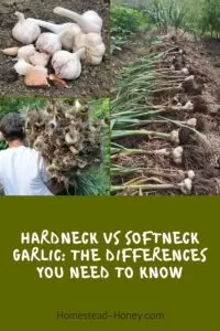 3 pictures of harvested garlic, with a green overlay on bottom with white words saying hardneck vs softneck garlic: the differences you need to know.