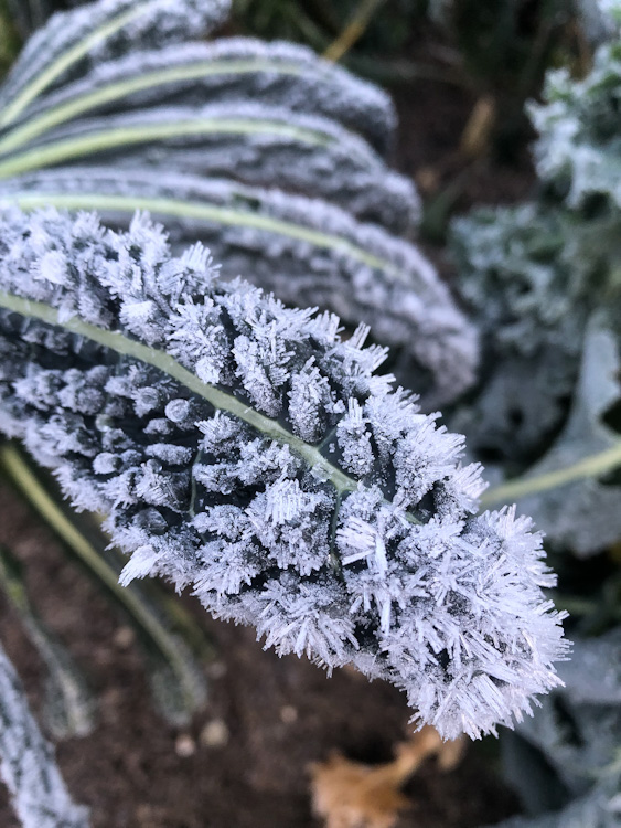 frost on a kale leaf