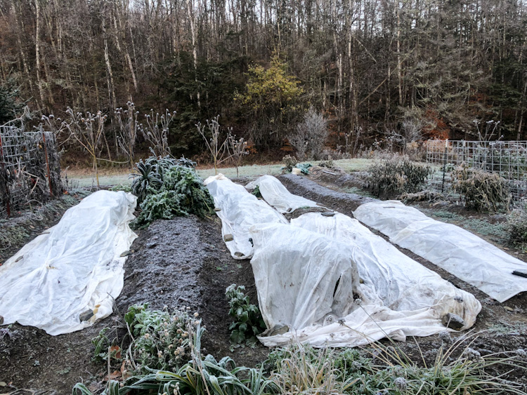Lightweight row cover is draped over plants during a hard freeze