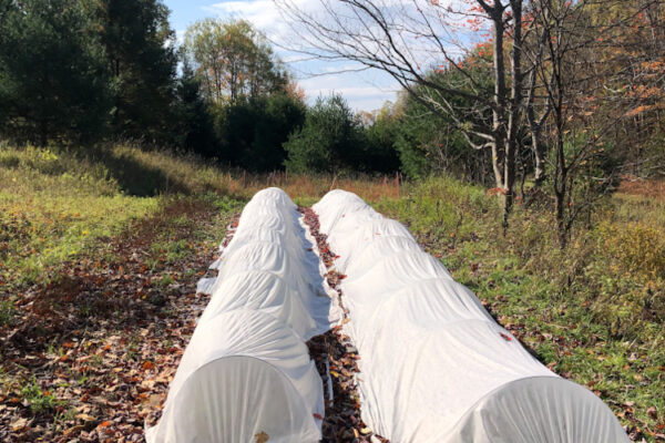 garden beds covered in row cover