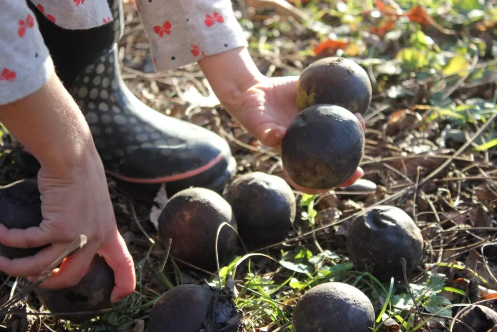 harvesting mature black walnuts from the ground in Autumn